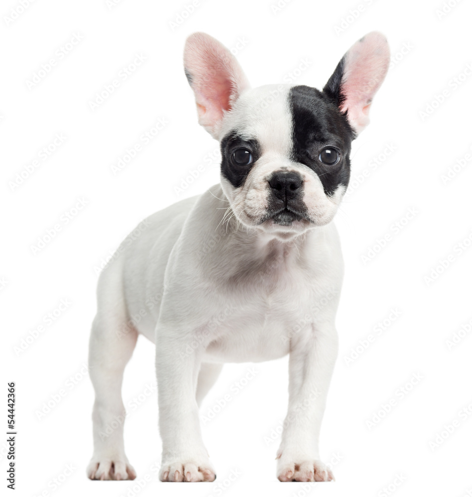 French bulldog standing, looking at the camera, isolated