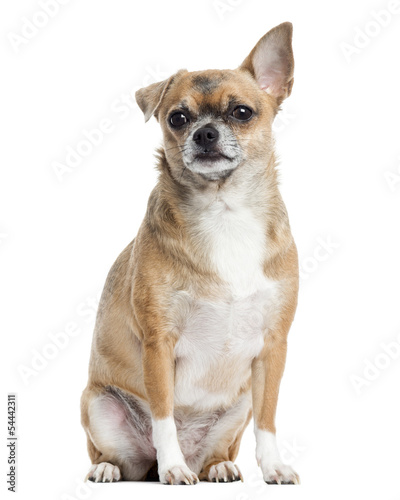 Chihuahua sitting, isolated on white © Eric Isselée