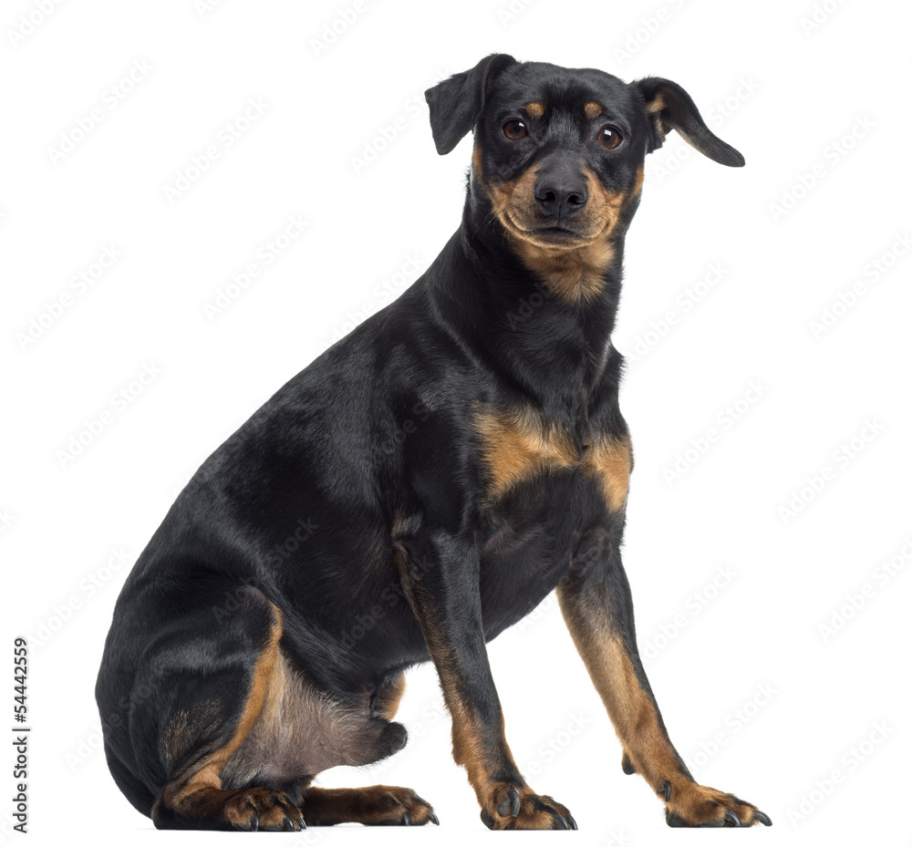 Pinscher and Jagterrier crossbreed sitting, isolated on white