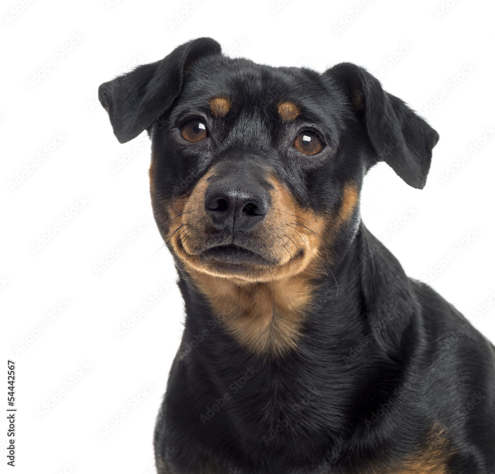 Close up of a Pinscher and Jagterrier crossbreed, isolated Close up of a Pinscher and Jagterrier crossbreed, isolated