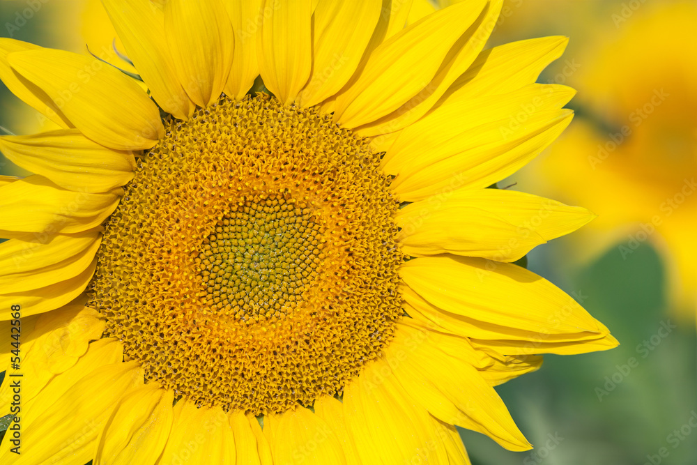 sunflower sunflower