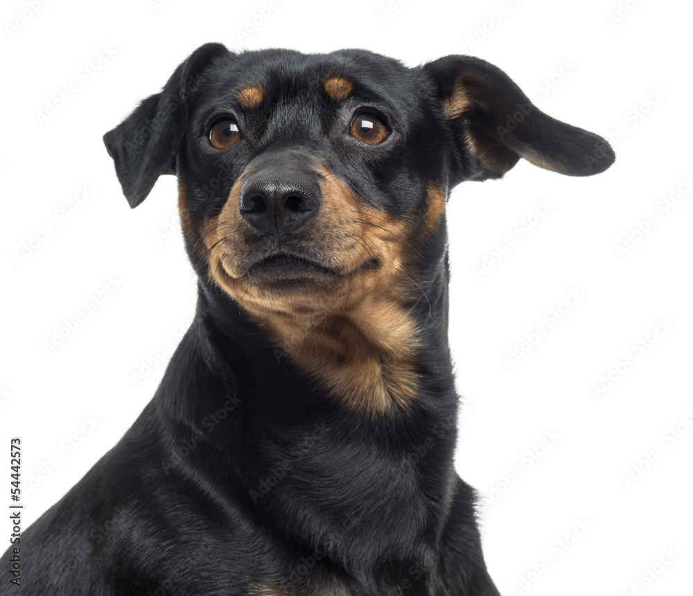 Close up of a Pinscher and Jagterrier crossbreed, isolated
