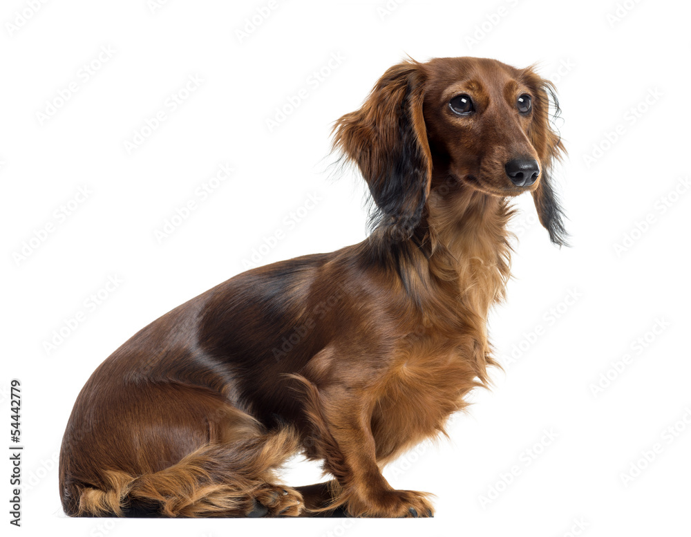 Side view of a Dachshund sitting, isolated on white