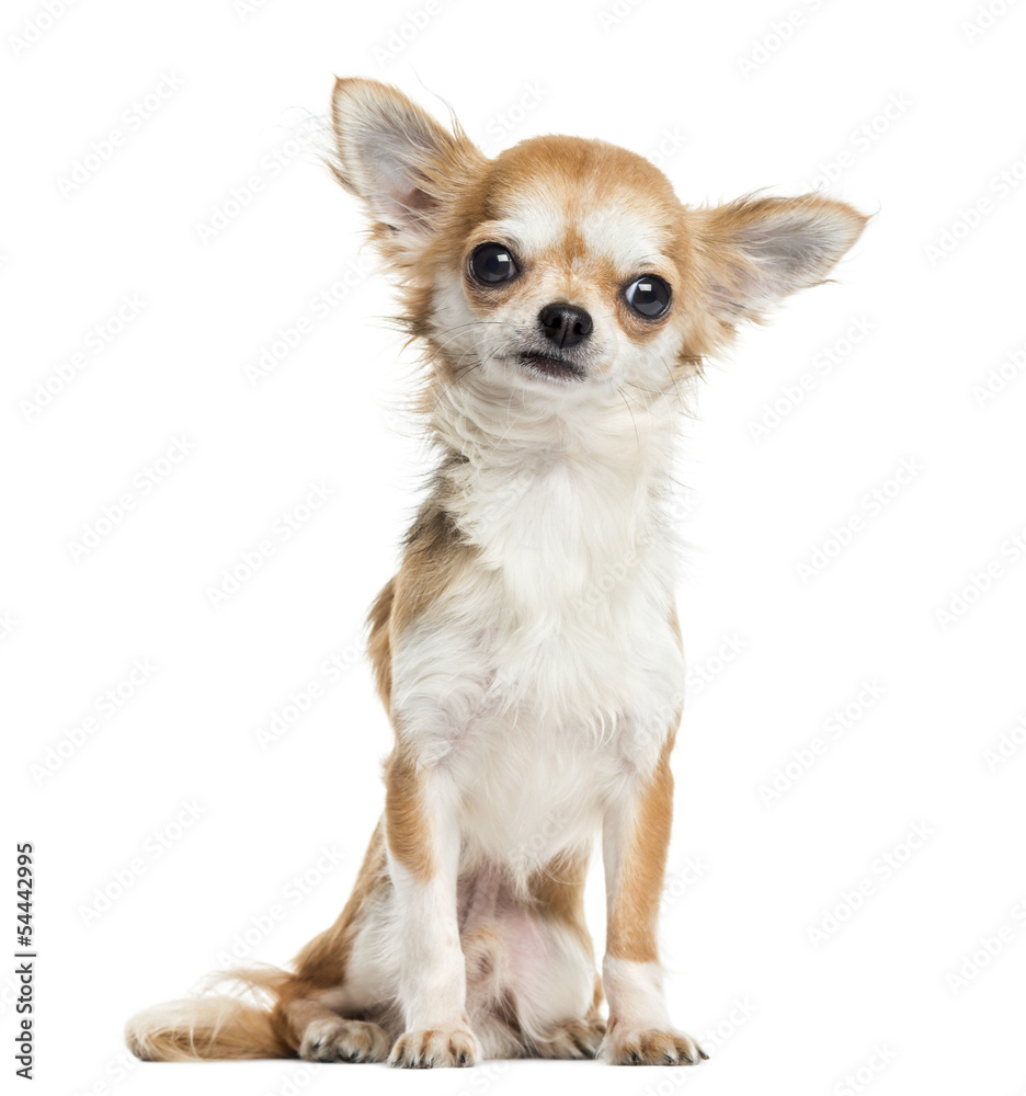 Chihuahua sitting, facing, isolated on white