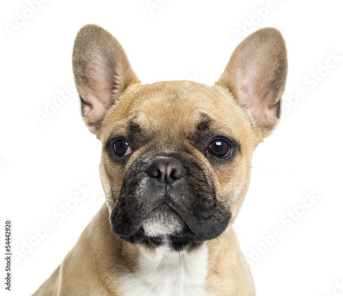 Close up of a French Bulldog puppy  isolated on white