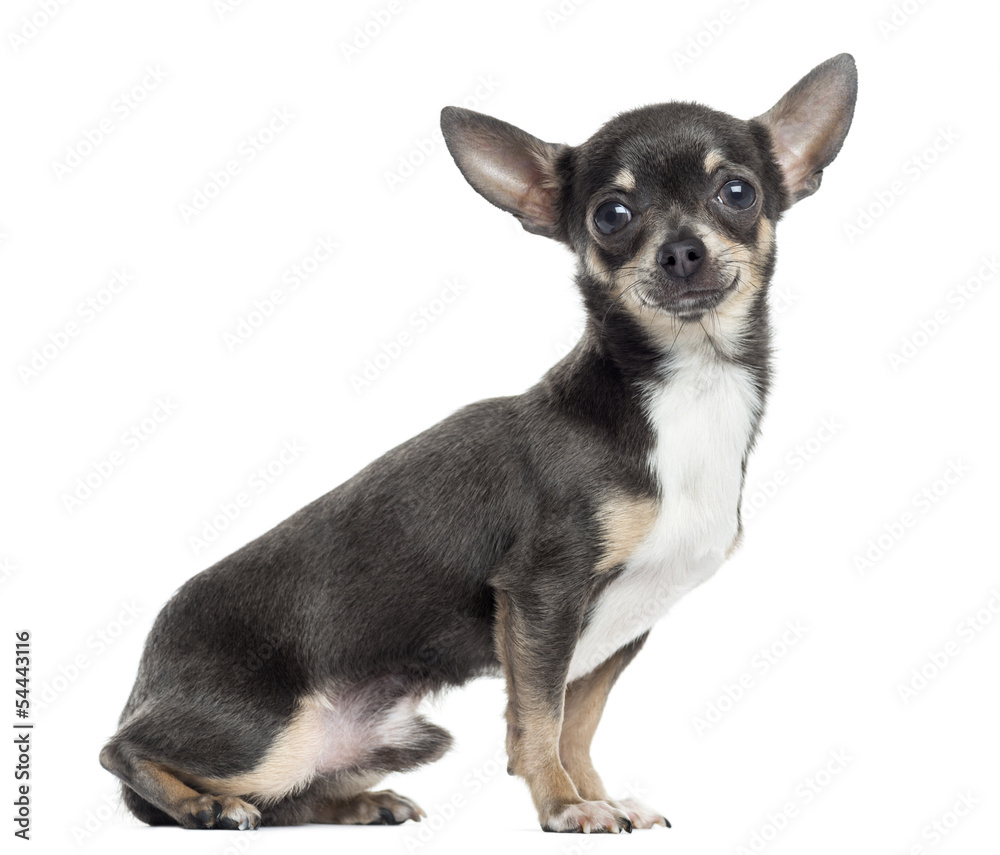 Side view of a Chihuahua, isolated on white