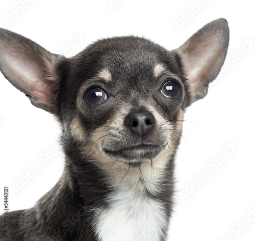 Close up of a Chihuahua, isolated on white
