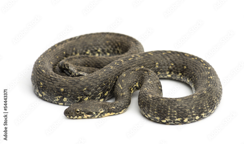 Green Whip Snake, Hierophis viridiflavus, isolated on white Green Whip Snake, Hierophis viridiflavus, isolated on white