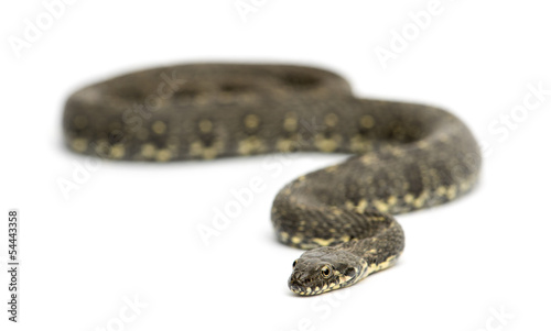 Green Whip Snake, Hierophis viridiflavus, isolated on white