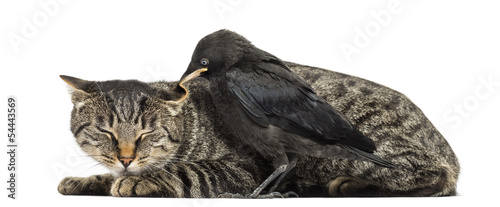 Western Jackdaw pecking a cat, isolated on white photo