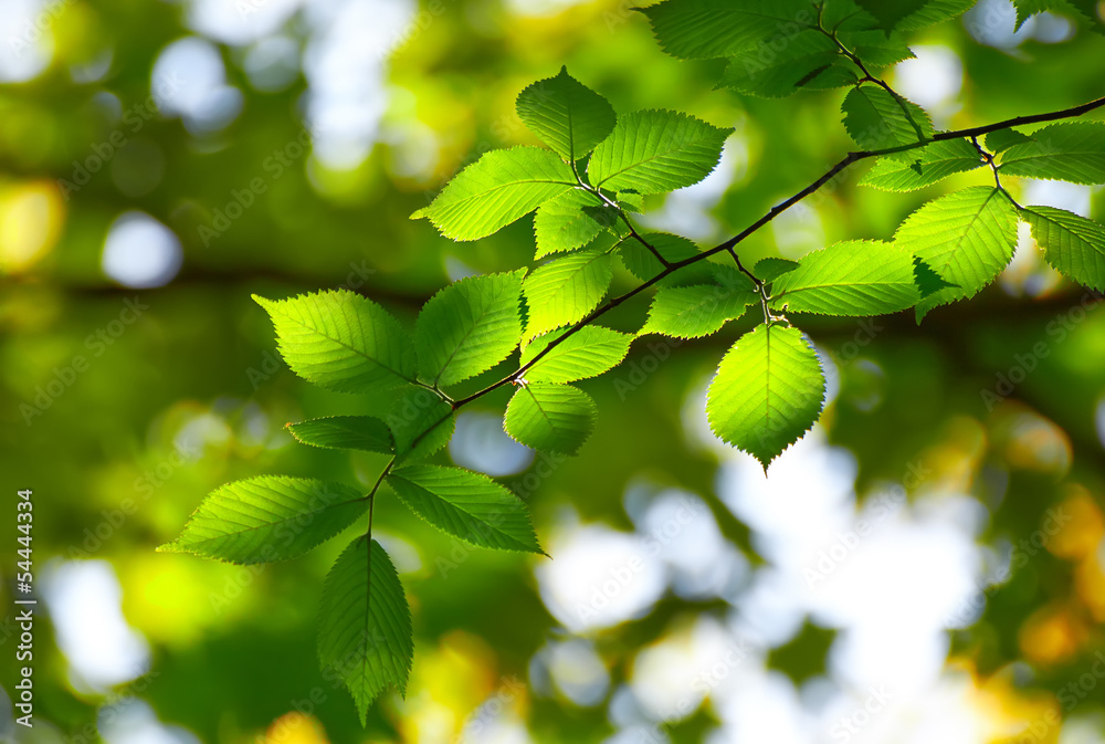 Fototapeta premium Fresh leaves