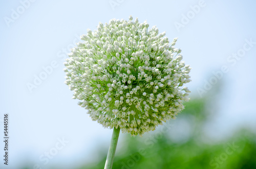 Spherical white onion flower