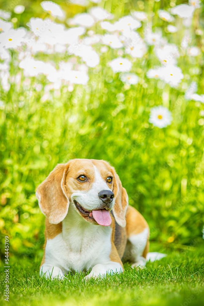 Beagle freiligend