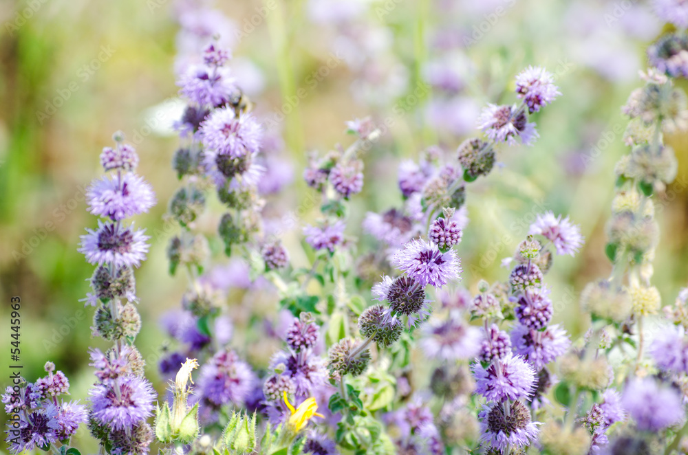 Obraz premium Spring field with lavender flowers