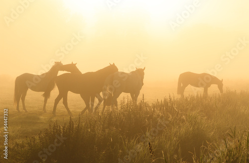 Horses in the fog © sanderstock