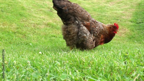 Bielefelder Kennhuhn auf grüner Wiese photo