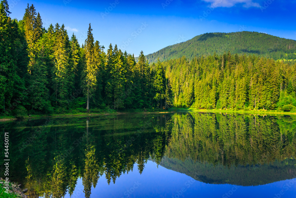 Obraz premium freshness near forest lake in mountains. beautiful summer scenery of synevyr national park
