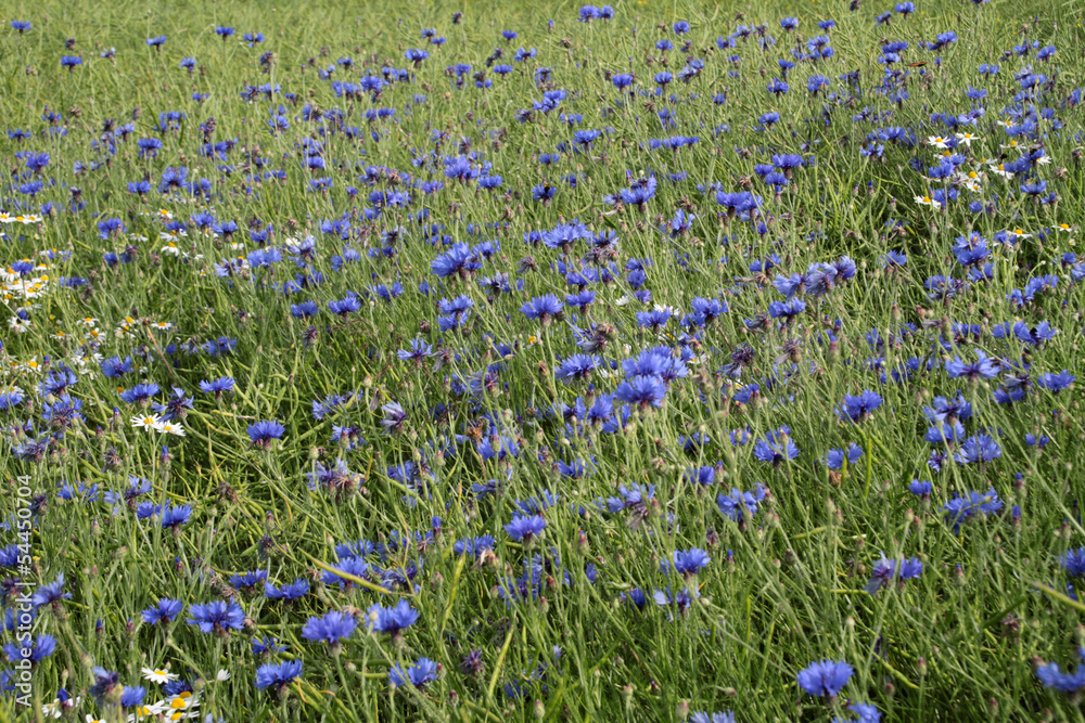 Kornblumen in einem Getreidefeld Kornblumen in einem Getreidefeld