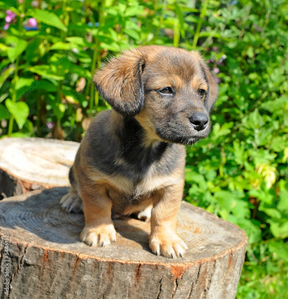 Cute a puppy of rate is on the stump of sunny canicular day Cute a puppy of rate is on the stump of sunny canicular day