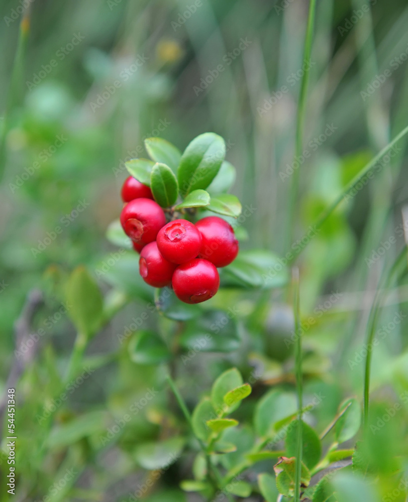 Berries of wild cowberry (Vaccinium vitis-idaea) Berries of wild cowberry (Vaccinium vitis-idaea)