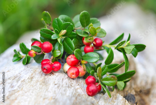 Berries of wild cowberry (Vaccinium vitis-idaea)