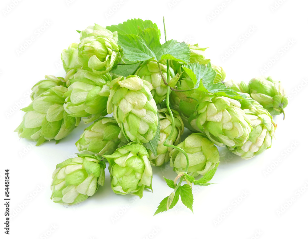 Small group of cones of hop with sheets (Humulus lupulus) Small group of cones of hop with sheets (Humulus lupulus)