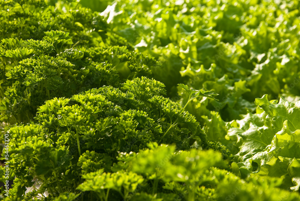 Butter lettuce and parsley