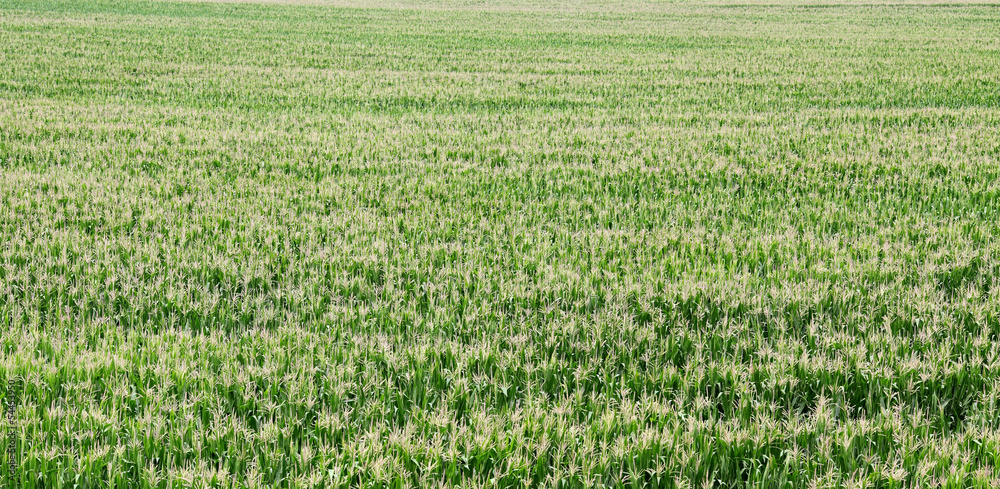 Agriculture, green corn field in early summer Agriculture, green corn field in early summer