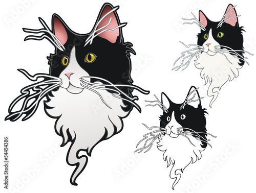 Tuxedo cat with whacky whiskers