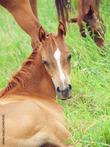 lying arabian foal  in the meadow