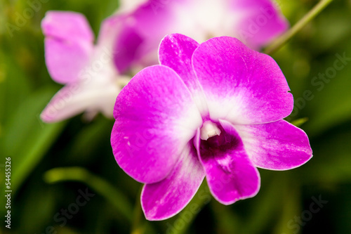 Purple white orchid flower