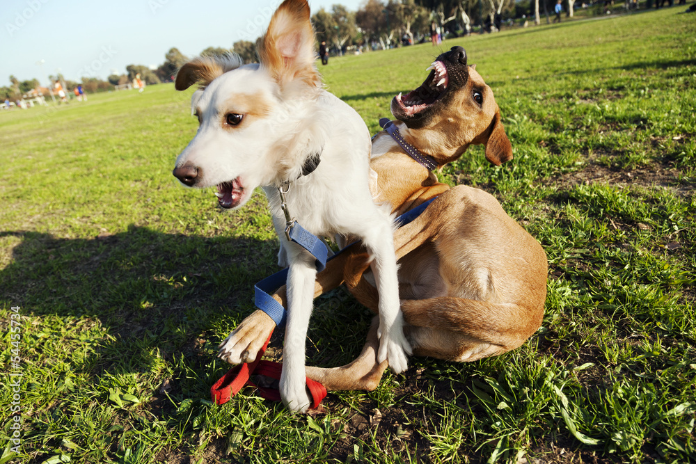 Two Dogs Playing in Park