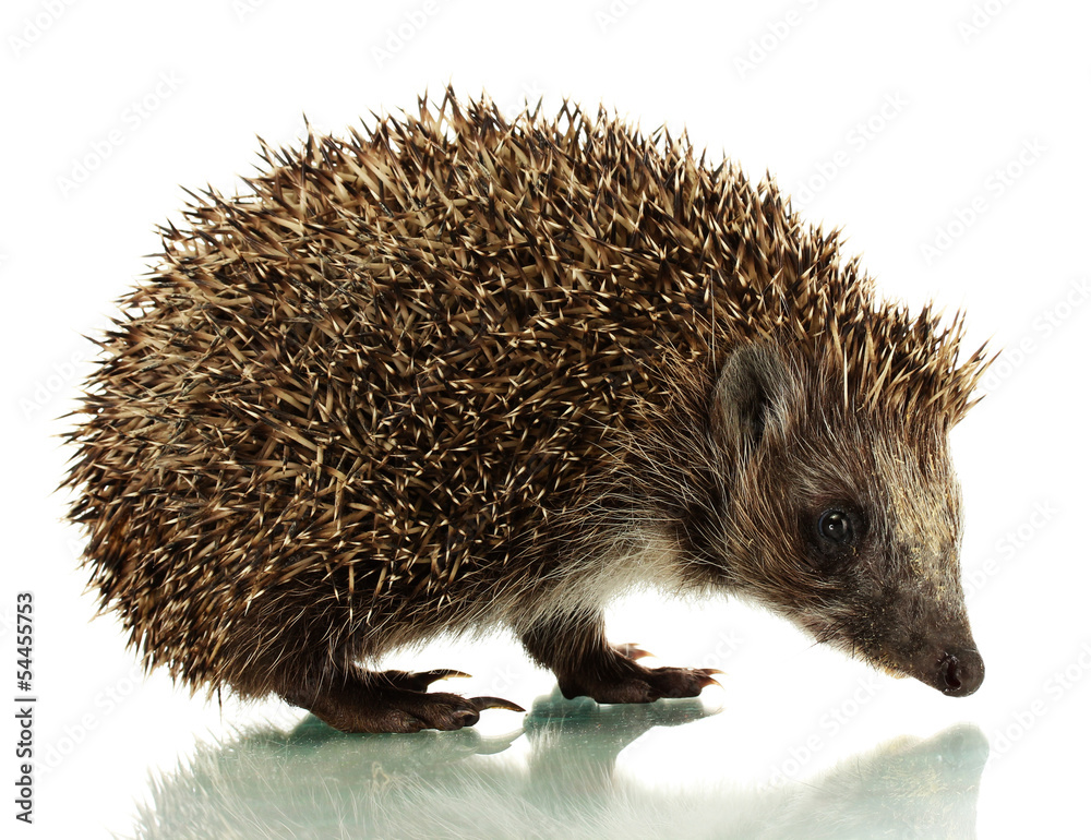 Hedgehog, isolated on white Hedgehog, isolated on white