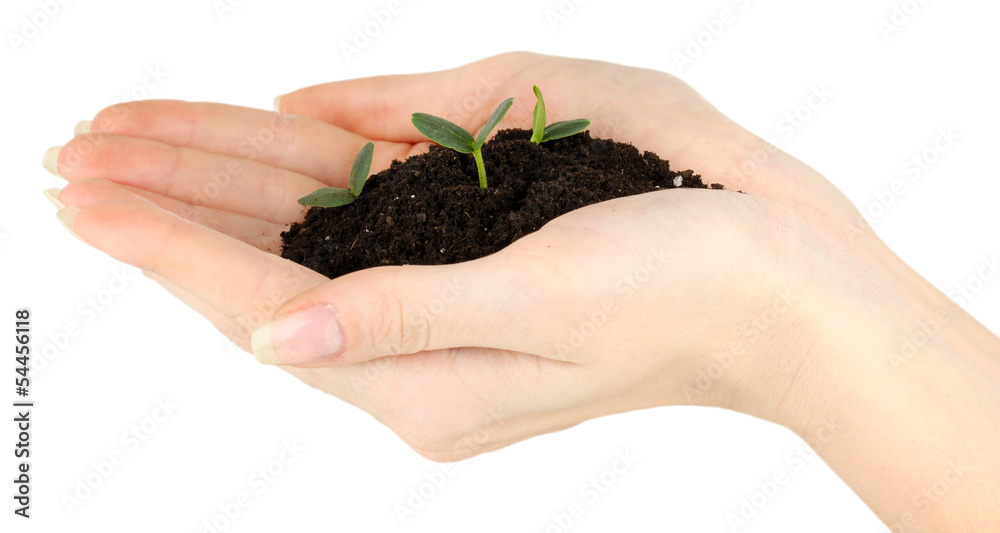 Green seedling growing from soil.in hands Green seedling growing from soil.in hands