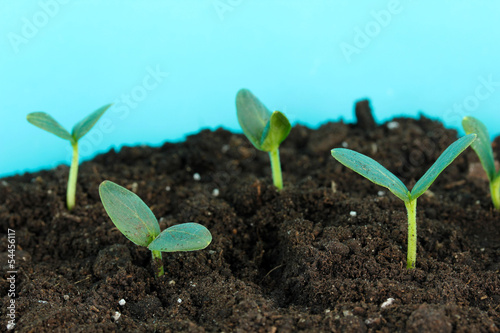 Green seedling growing from soil.on bright background