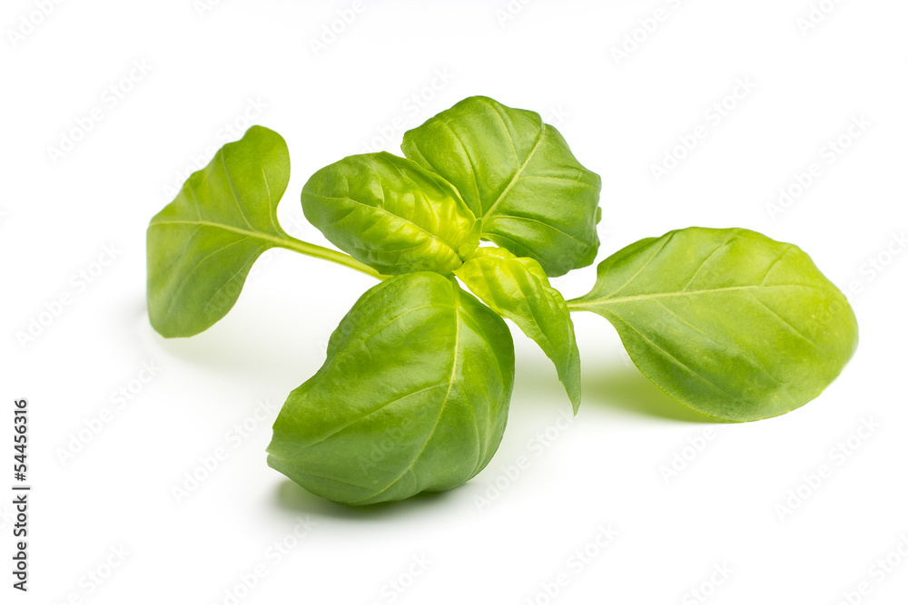 Basil. Basil.