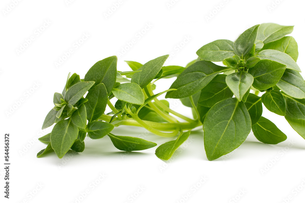 Basil.