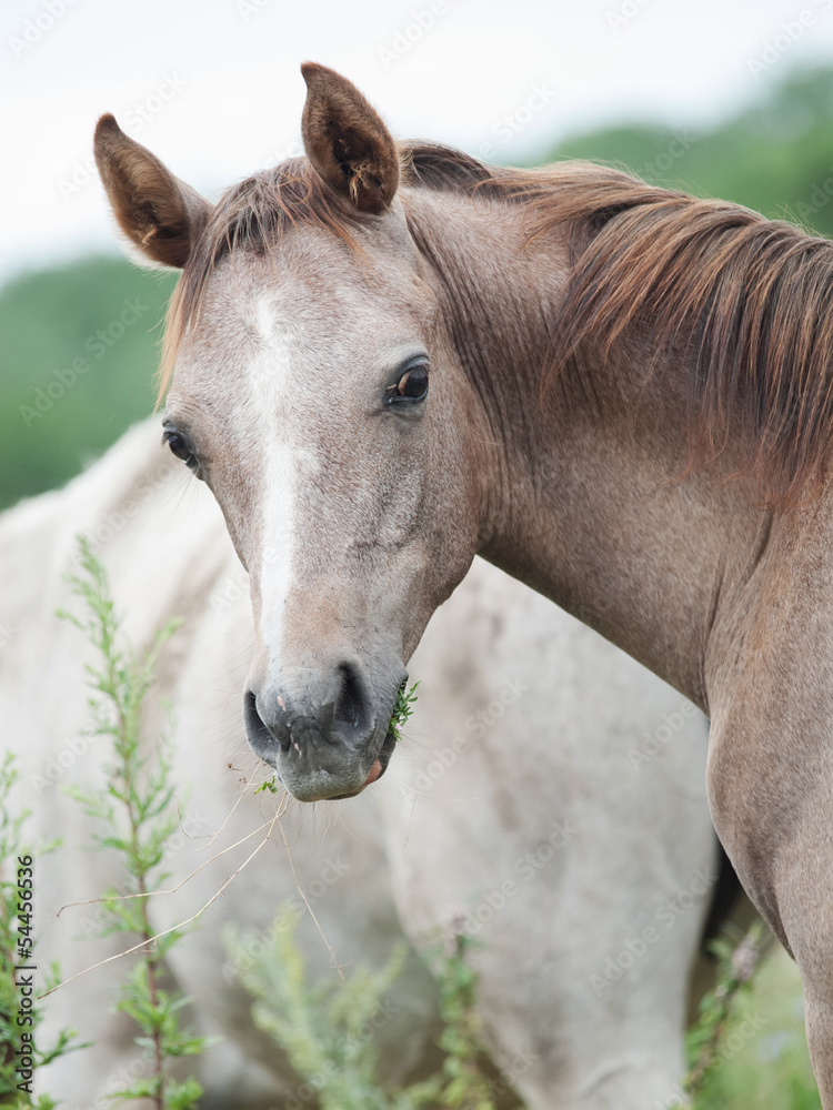 Obraz premium portriat of arabian foal in the field.