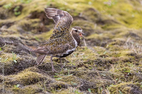 Bild auf Leinwand Eurasian golden plover, pretending a broken wing, Iceland