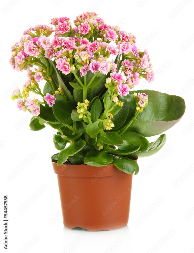 Beautiful flower in pot isolated on white Beautiful flower in pot isolated on white