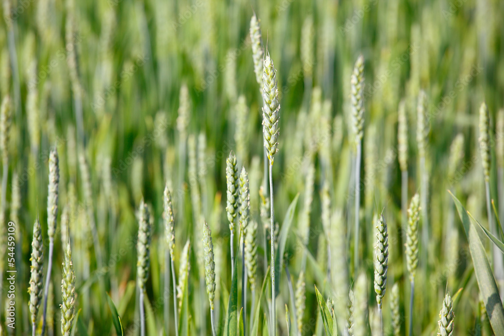 Fototapeta premium ears of corn in a field