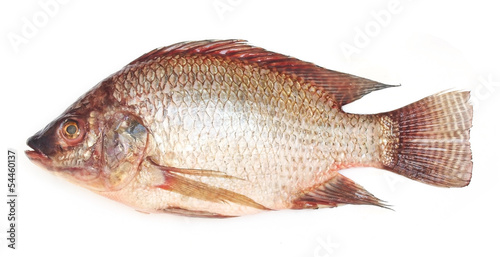 fresh raw Tilapia fish on white background