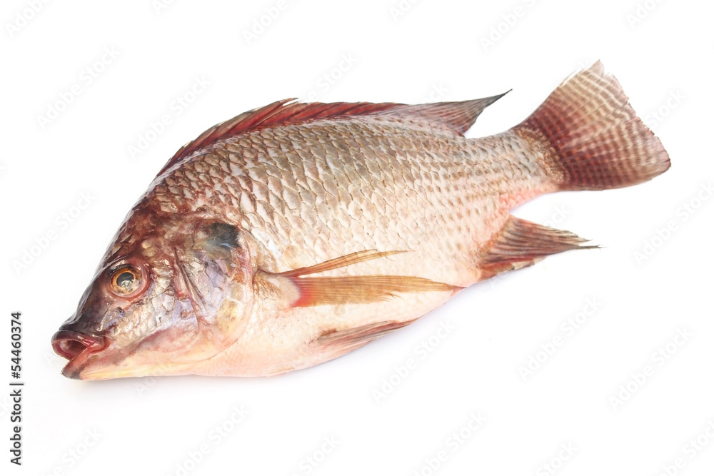 fresh raw Tilapia fish on white background fresh raw Tilapia fish on white background
