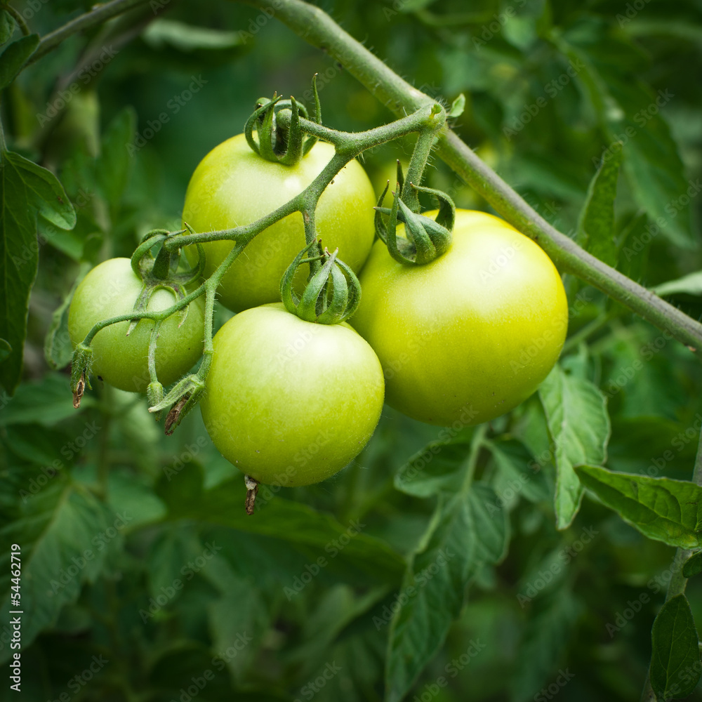 Branch of new crop green tomatoes growing at outdoor garden