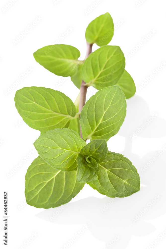 Peppermint twig. Peppermint twig.