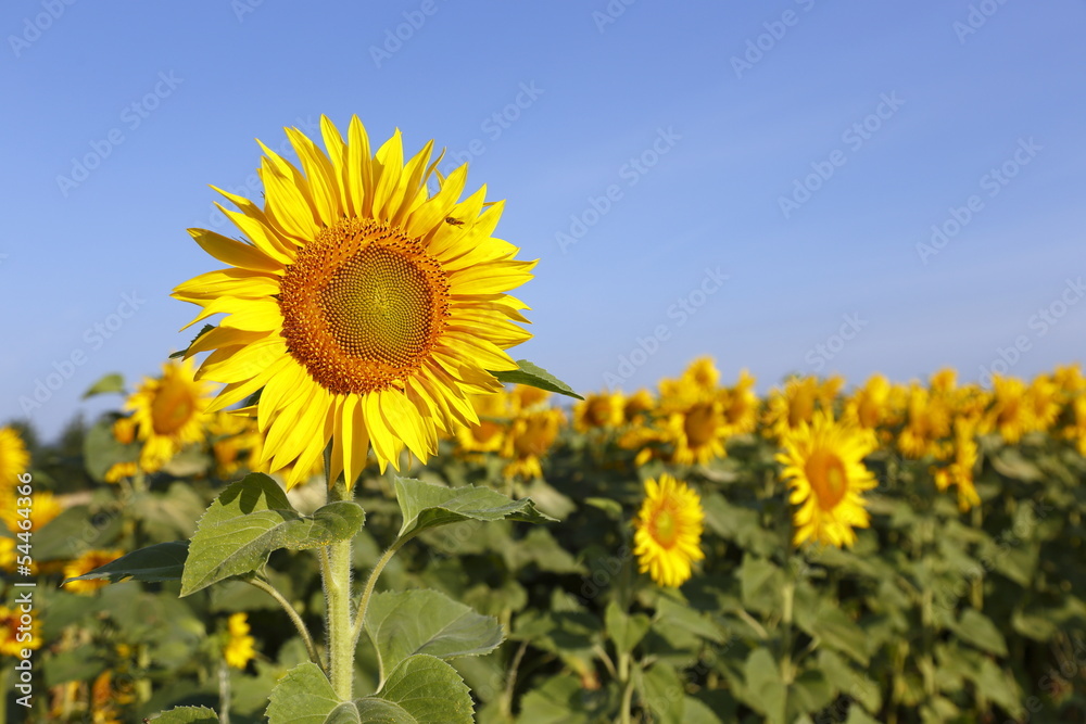 Sunflowers