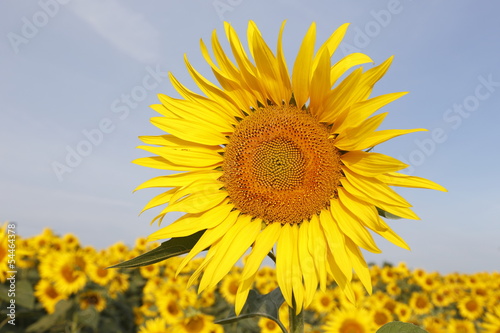 Sunflowers