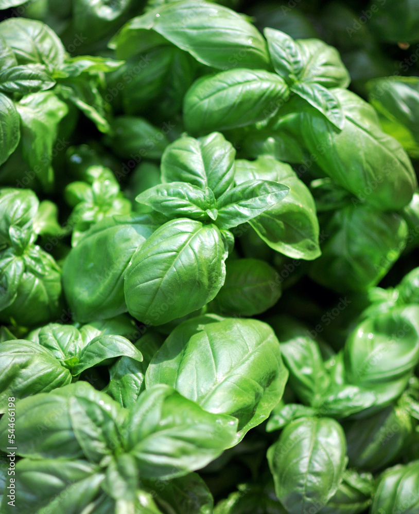 Foglie verdi di basilico fresco, ingrediente del pesto italiano Foglie verdi di basilico fresco, ingrediente del pesto italiano