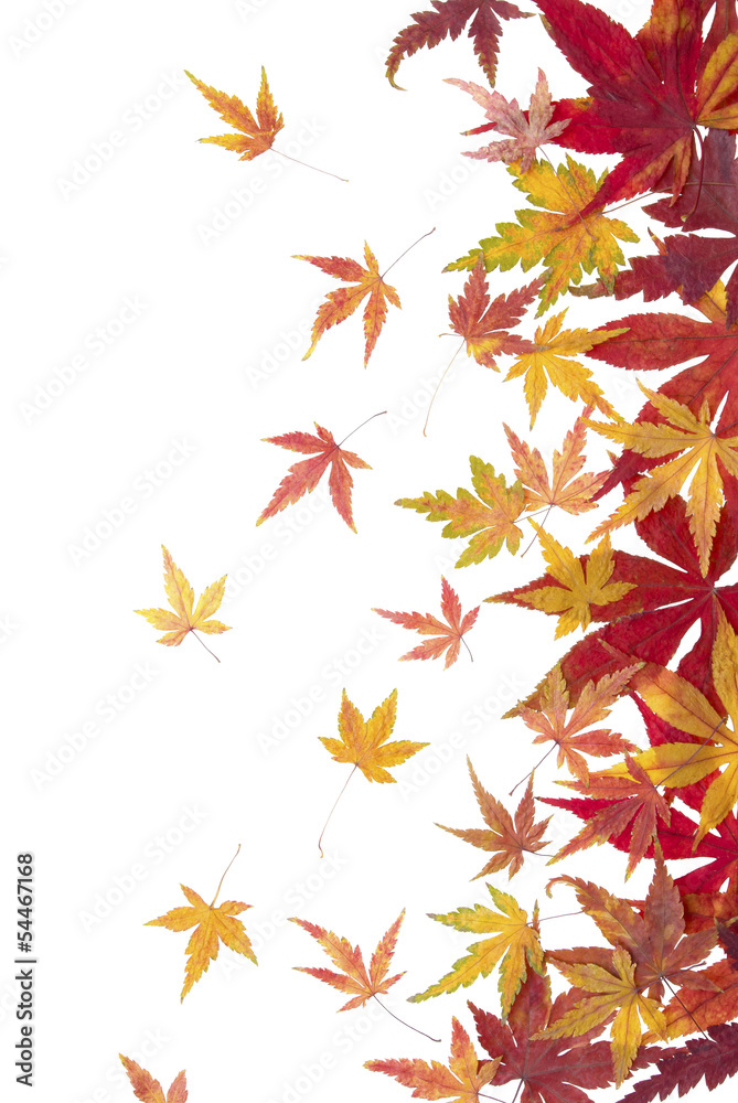 Autumn maple leaves Autumn maple leaves