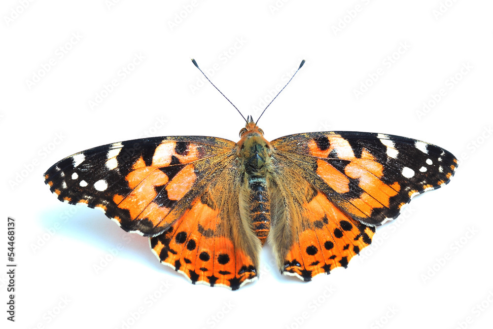 Obraz premium Painted Lady (Vanessa cardui) isolated on white